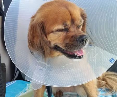 VCA Central Expressway Animal Hospital