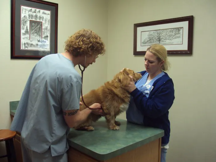 VCA Central Expressway Animal Hospital Picture 7