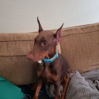 Abrams Forest Veterinary Clinic ico