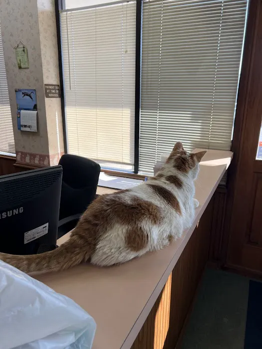 Cat Hospital Picture 4
