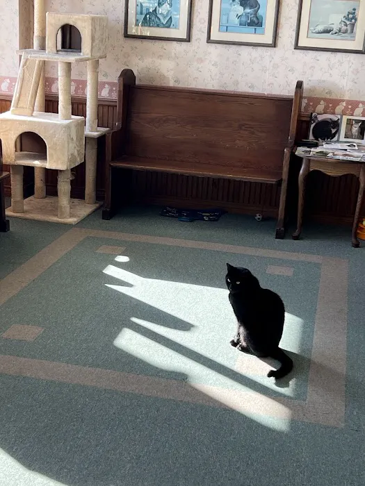 Cat Hospital Picture 2