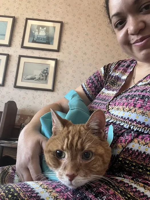 Cat Hospital Picture 5