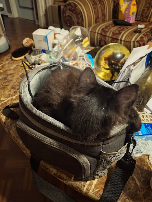 Cat Hospital Picture 3