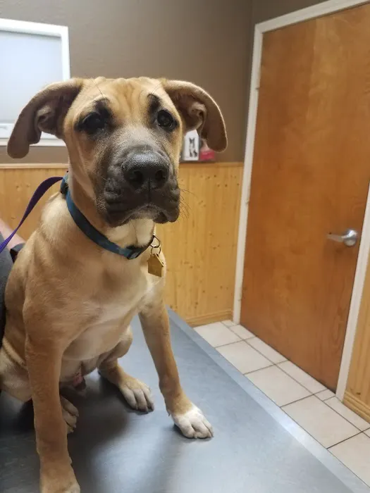 Animal Hospital of Ovilla Picture 10
