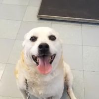 Alley Cat Animal Hospital ico