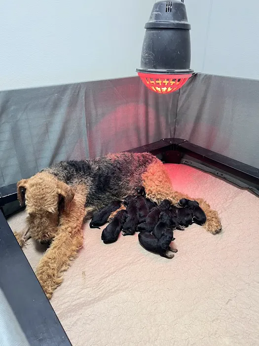 Veterinary Emergency Hospital of Midlothian Picture 6