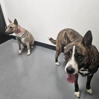 Countryside Veterinarian Clinic ico