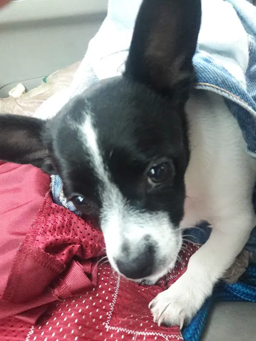 Buckner Animal Clinic Picture 9