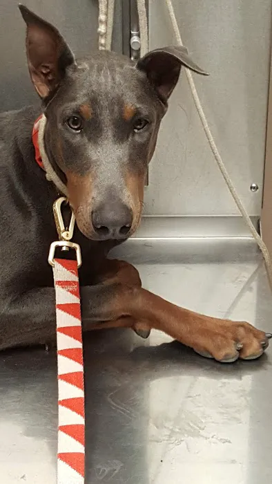 Buckner Animal Clinic Picture 8