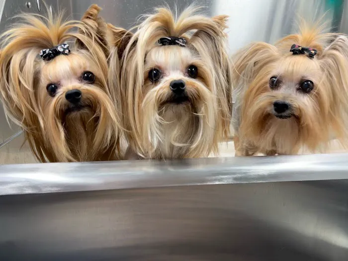 Spay Neuter Network Picture 9