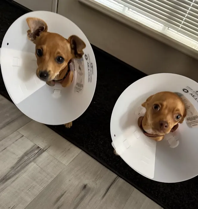 Spay Neuter Network Picture 2