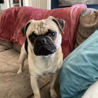 Spay Neuter Network ico