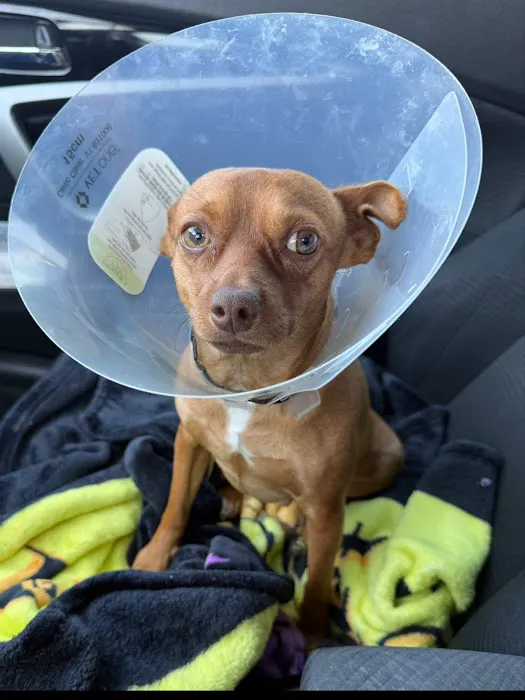 Spay Neuter Network Picture 5