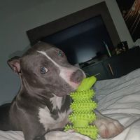 Banfield Pet Hospital ico