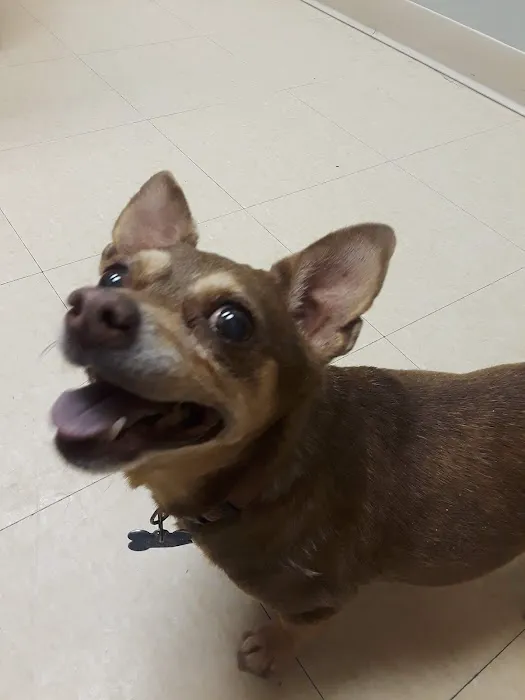 Thrive Pet Healthcare Urgent Care - Mesquite Picture 7