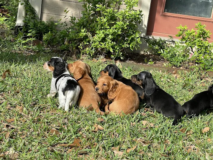 Emergency Pet Clinic of Texas Picture 8