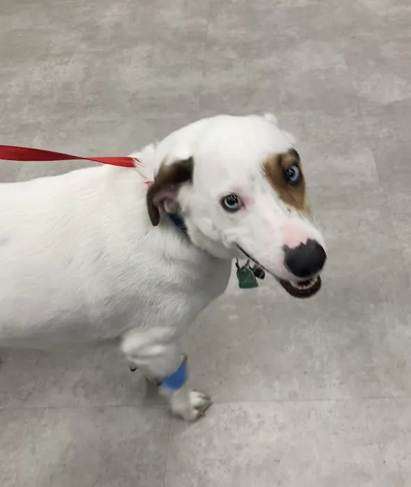 Emergency Pet Clinic of Texas Picture 1