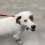 Emergency Pet Clinic of Texas