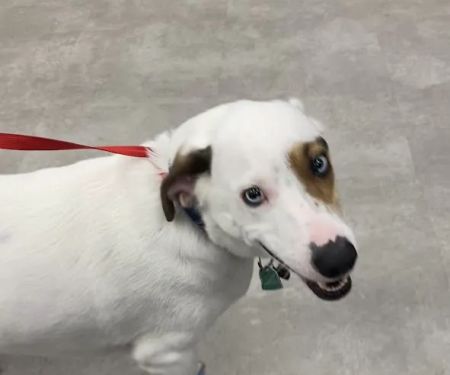 Emergency Pet Clinic of Texas