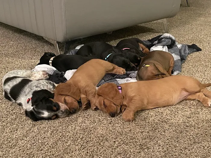 Emergency Pet Clinic of Texas Picture 5