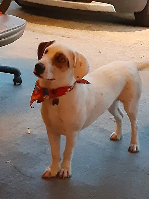 Emergency Pet Clinic of Texas Picture 2