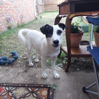 Animal Hospital of Garland ico