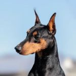 Veterinary Dental
