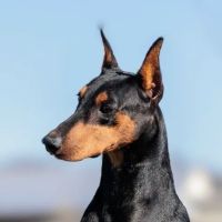 Veterinary Dental ico