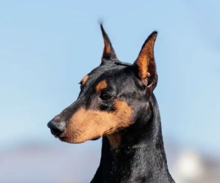 Veterinary Dental
