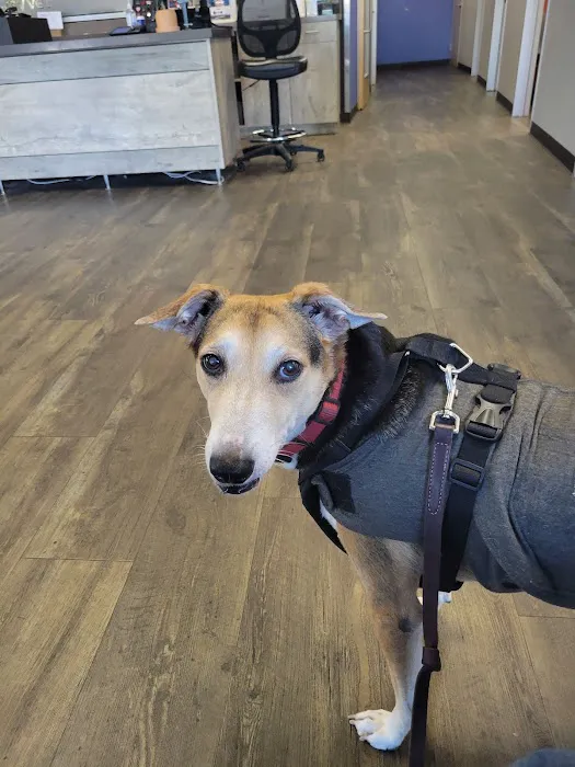 CityVet | Preston Forest Veterinary Clinic & Urgent Care Picture 4