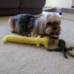 Great Lakes Veterinary Behavior Consultants