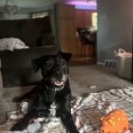 Crossroads Veterinary Hospice