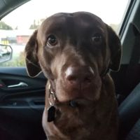 Morrison Animal Hospital: Smyth-Arkens Michele DVM ico