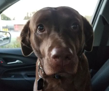 Morrison Animal Hospital: Smyth-Arkens Michele DVM
