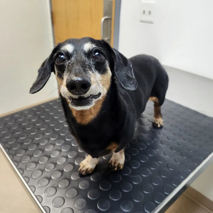 Morrison Animal Hospital Picture 1
