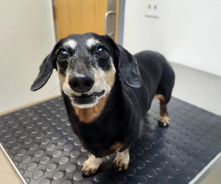 Morrison Animal Hospital