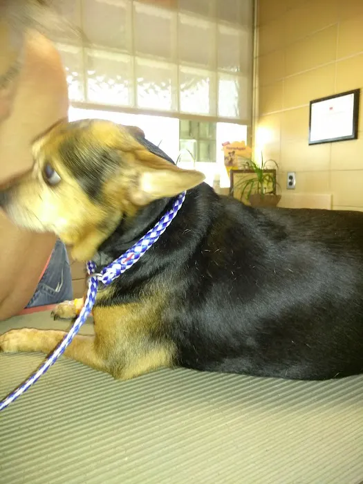 Rossoni Animal Hospital Picture 6