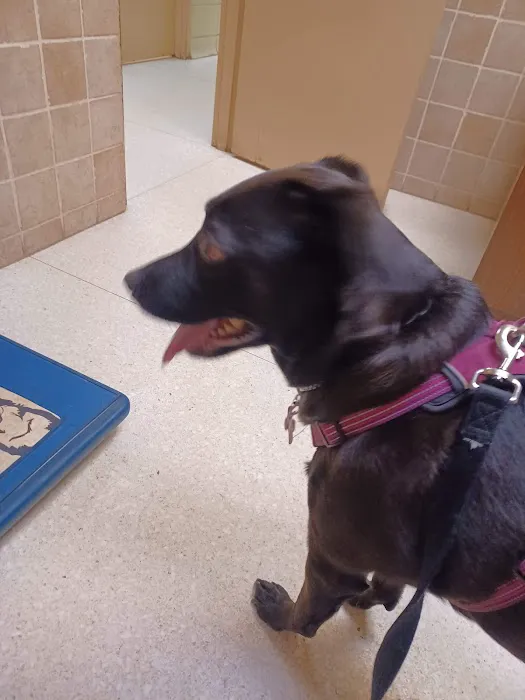 Rossoni Animal Hospital Picture 10