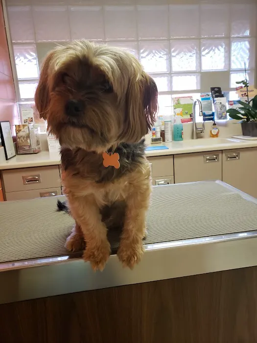 Rossoni Animal Hospital Picture 2