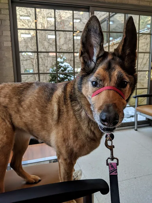 Rossoni Animal Hospital Picture 9