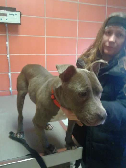 Rossoni Animal Hospital Picture 1