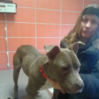 Rossoni Animal Hospital ico