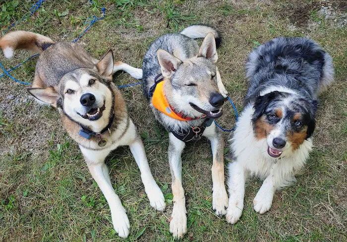 Michigan Veterinary Total Health Care Picture 5