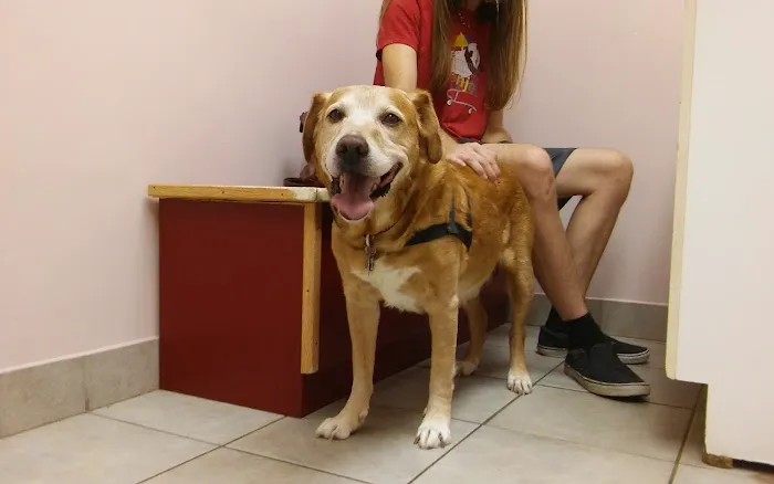 A W Animal Hospital Picture 5