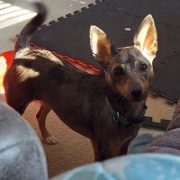 A W Animal Hospital ico