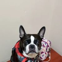 Healing Care Animal Hospital ico