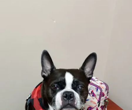 Healing Care Animal Hospital