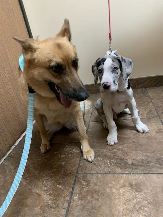 Healing Care Animal Hospital Picture 3
