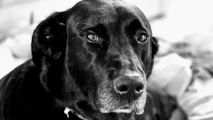 Great Lakes Animal Hospital Picture 8