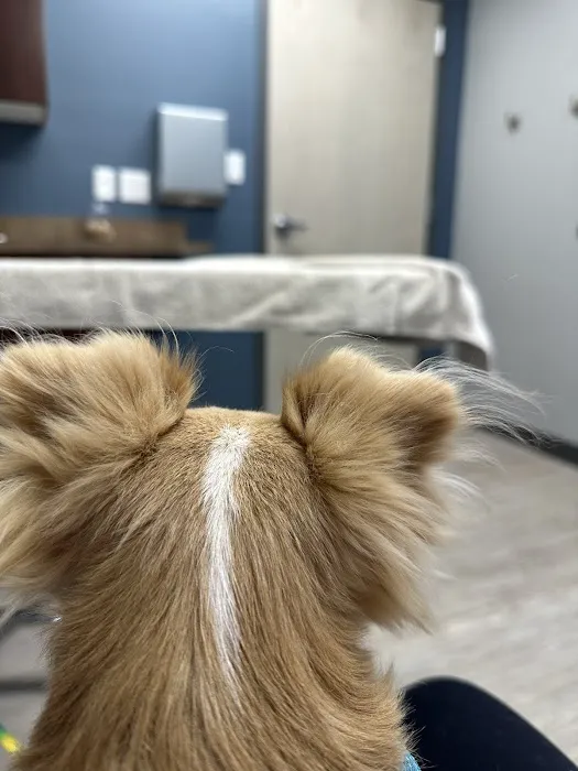 Ark Veterinary Hospital Picture 7